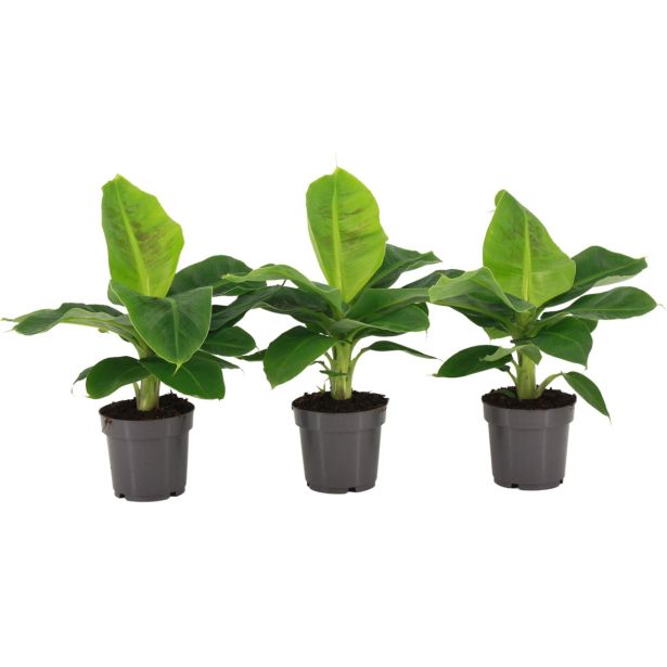 SOBNA ZELENA RASTLINA BANANOVEC L12