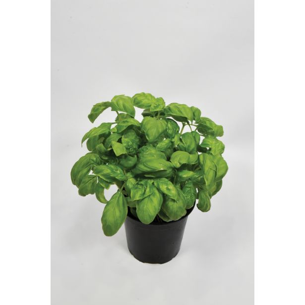 BAZILIKA GENOVESE L14