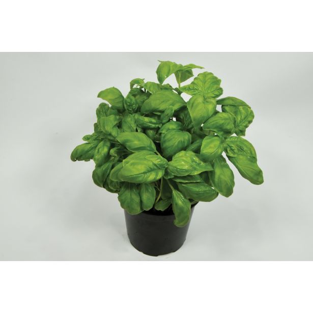 BAZILIKA GENOVESE L14