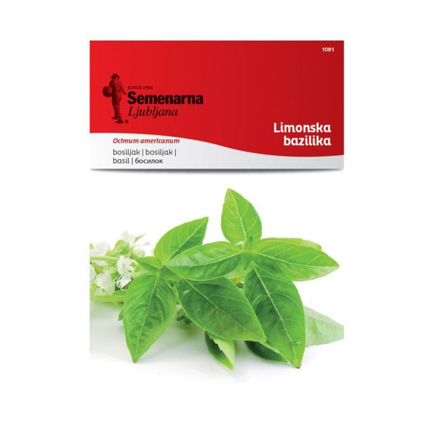 BAZILIKA SEMENARNA LIMONSKA 1081