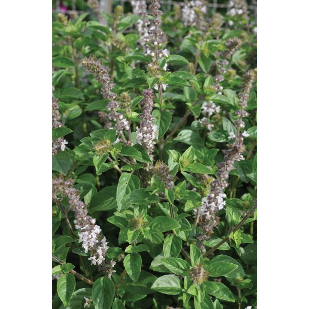 BAZILIKA VOLMARY GRMIČASTA L12