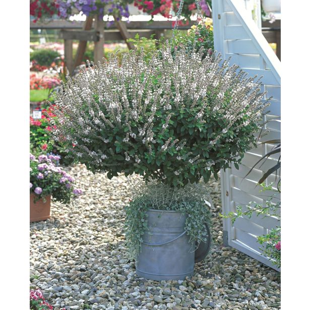 BAZILIKA VOLMARY GRMIČASTA L12