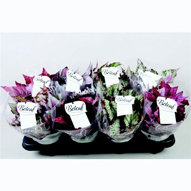 SOBNA ZELENA RASTLINA BEGONIJA BELEAF L12