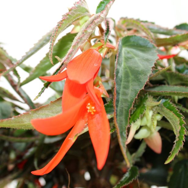 SEZONSKA RASTLINA BEGONIJA BONFIRE MIX L12