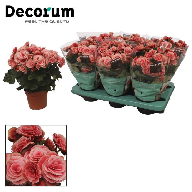 BEGONIJA BORIAS ROSE L14