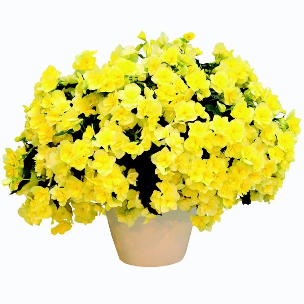 BEGONIJA ELATIOR SUNPLEASURE L12