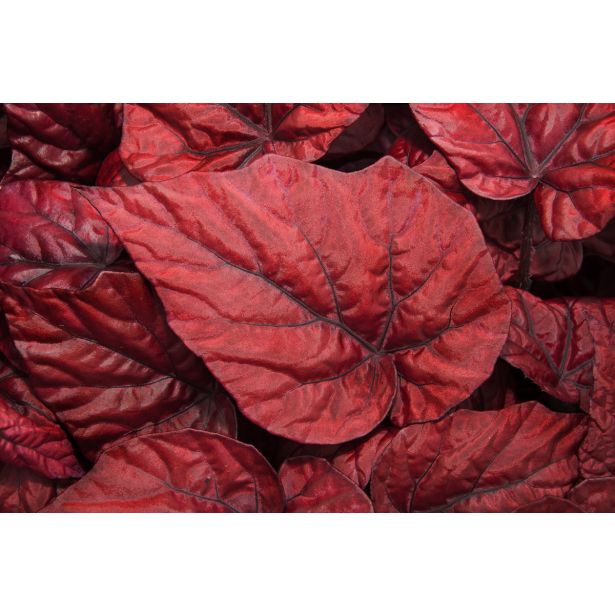 SOBNA ZELENA RASTLINA BEGONIJA INCA FLAME L12