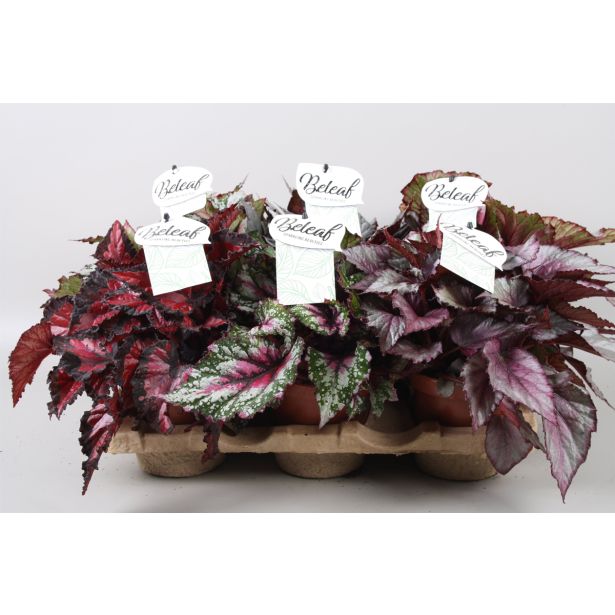 SOBNA ZELENA RASTLINA BEGONIJA MIX L12