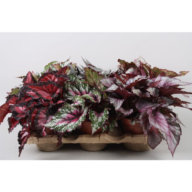 SOBNA ZELENA RASTLINA BEGONIJA MIX L12