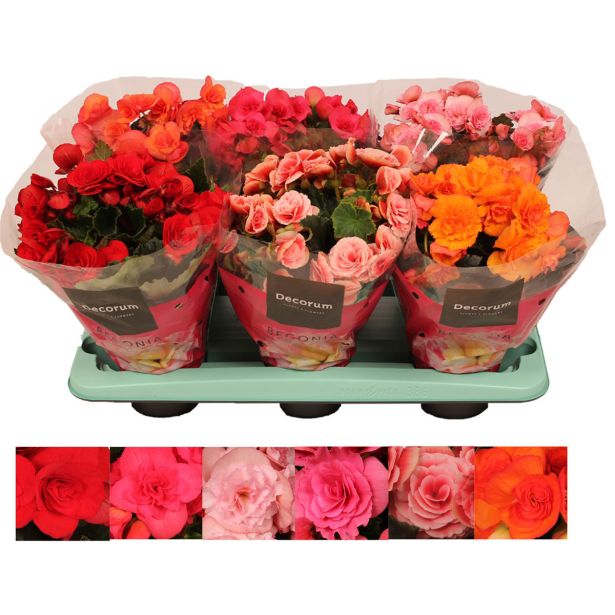 BEGONIJA SOBNA DECORUM L14 CM
