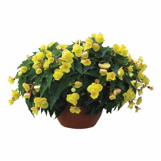 BEGONIJA TUBERHYBRIDA RICHARD GALLE L12