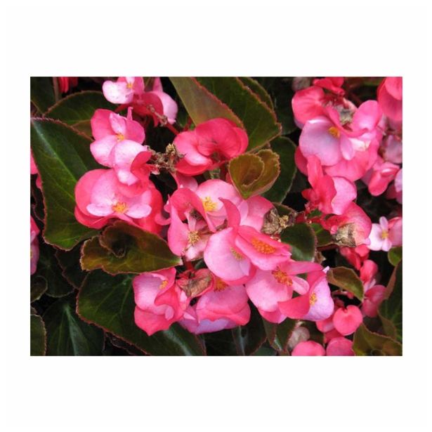 BEGONIJA VOLMARY X BENARIENSIS BIG L12