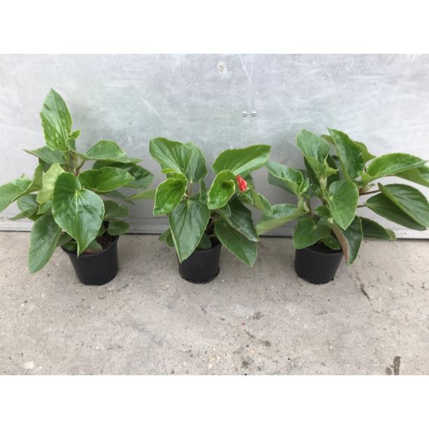 SEZONSKA RASTLINA BEGONIJA ZMAJEVA KRILA L12