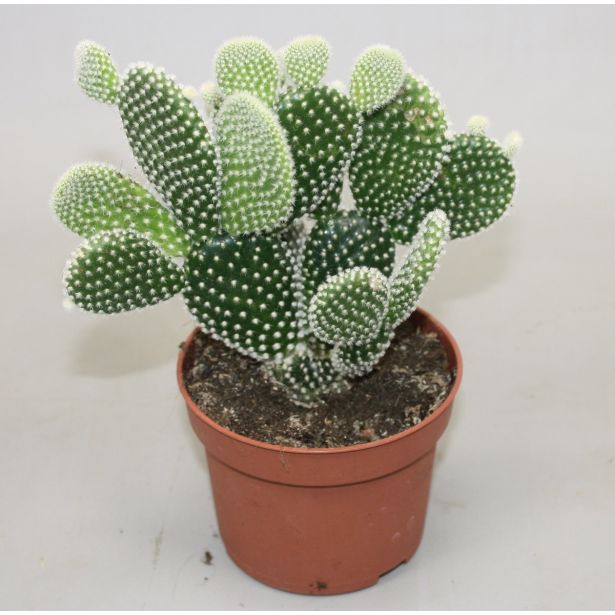 KAKTUS BELA OPUNCIJA L6