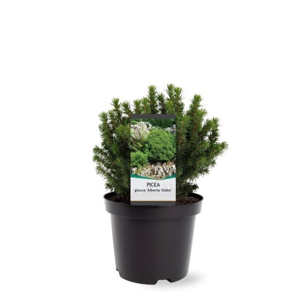 SMREKA BELA ALBERTA GLOBE L19