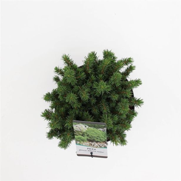 SMREKA BELA ALBERTA GLOBE L19