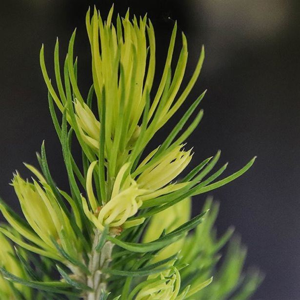 SMREKA BELA DAISY'S WHITE L19