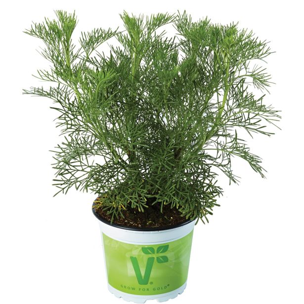 DIŠAVNICA VOLMARY BELI PELIN 12 CM