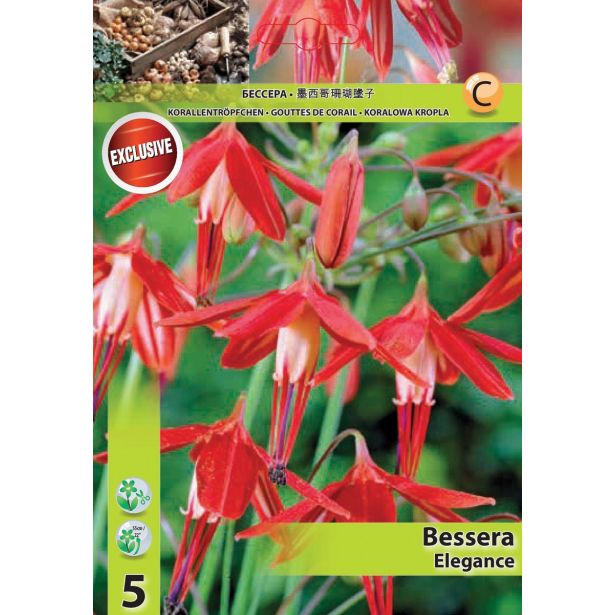 POLETI CVETOČA ČEBULICA HOLLAND BULB MARKET BESSERA ELEGANCE