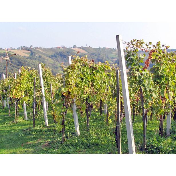 BETONSKI IZDELEK VINOGRADNIŠKI STEBER V. 2.80 M BSP 7X6