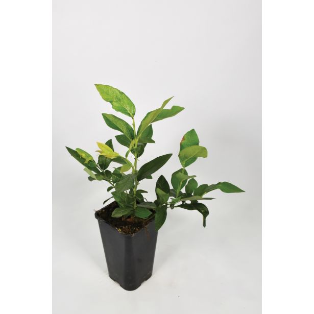 JAGODIČEVJE BIO AMERIŠKA BOROVNICA PATRIOT