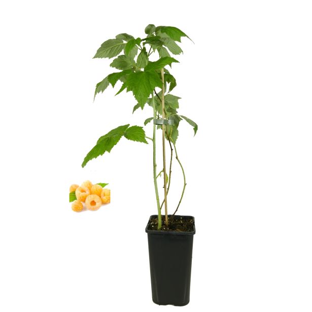 MALINA BIO RUMENA GLLEN AMPLE L19