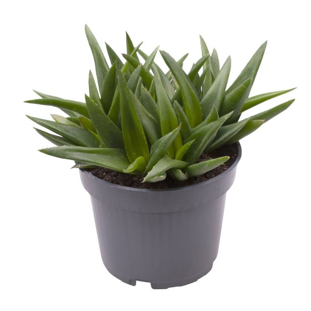 ALOJA BLACK GEM L10.5