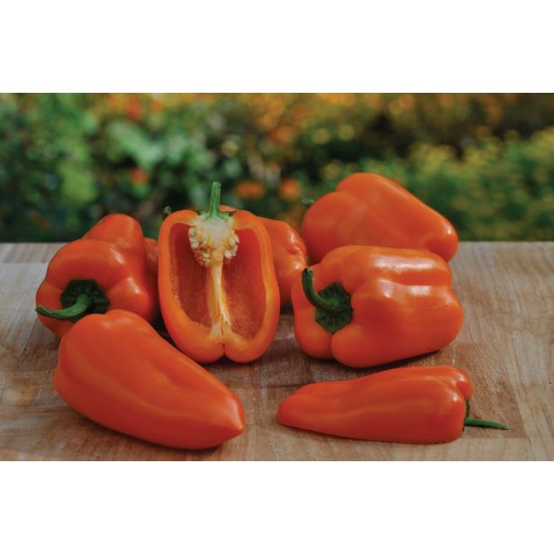 PLODOVKE VOLMARY BLOK PAPRIKA ALMIRA MIDI ORANGE