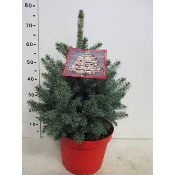 SMREKA BODEČA SUPER BLUE L28 VIŠ 50CM