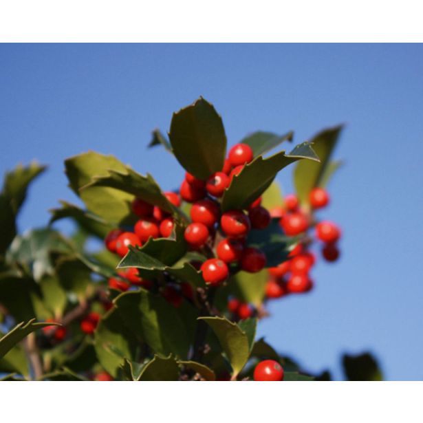 BODIKA BLUE MAID NA DEBLU 40 CM L19 CM