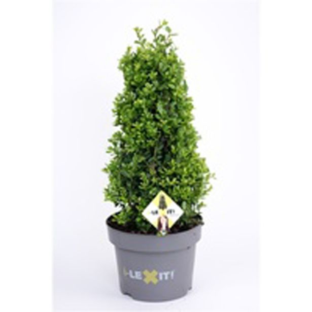 GRM BODIKA ICOPRINS11 L23