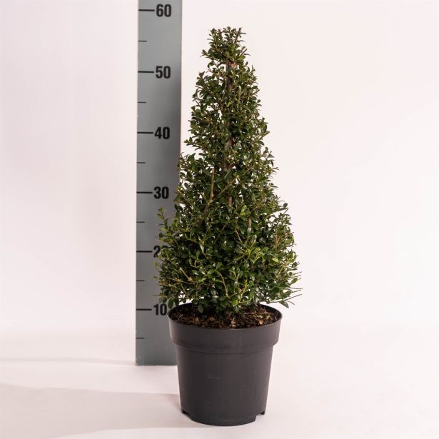 BODIKA ICOPRINS11 L29