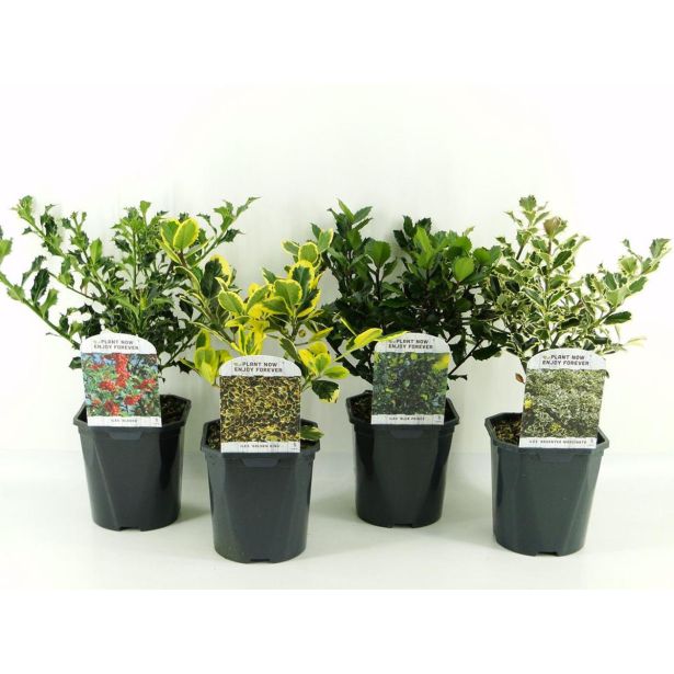 BODIKA ILEX AQUIFOLIUM-BOŽJE DREVCE L17 CM