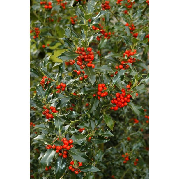BODIKA ILEX AQUIFOLIUM-BOŽJE DREVCE L17 CM