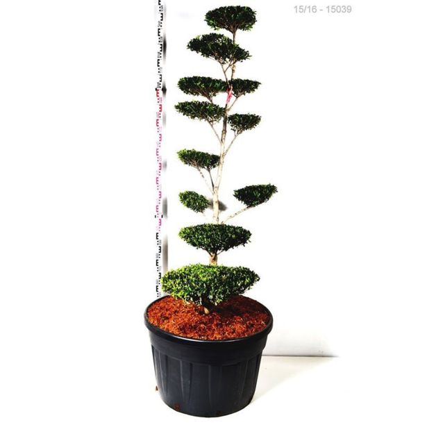 BODIKA ILEX CRENATA L26