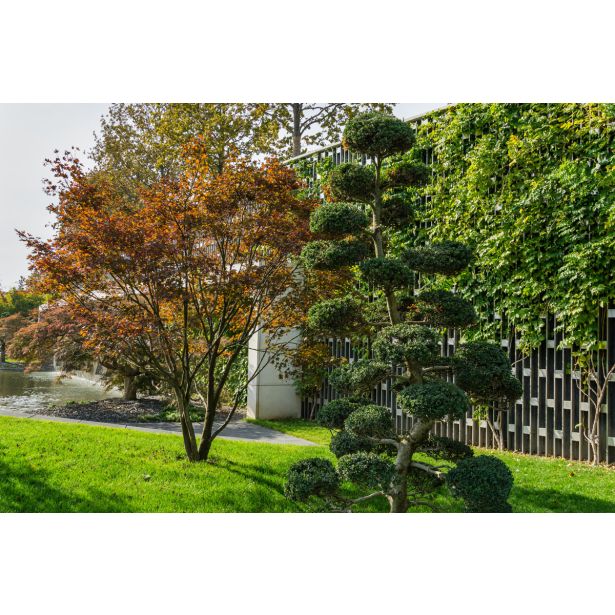 BODIKA ILEX CRENATA L26