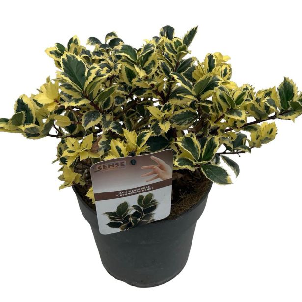 BODIKA ILEX MES. CASANOVA (BODIKA) L23 CM
