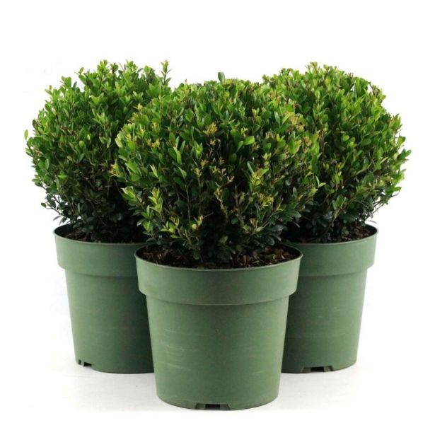 BODIKA JENNY KROGLA FI 25 CM L21 CM