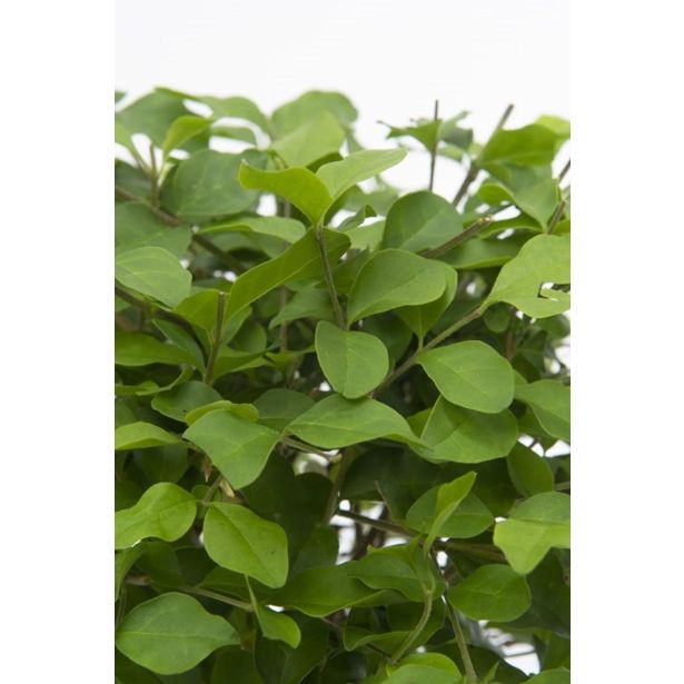 BONSAJ MIX OKR. LONEC L15