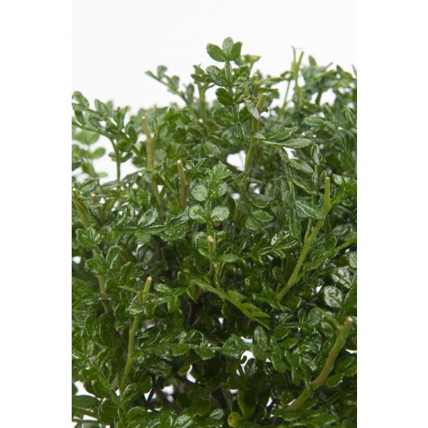 BONSAJ MIX OKR. LONEC L15