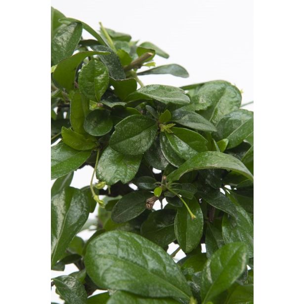 BONSAJ MIX OKR. LONEC L22