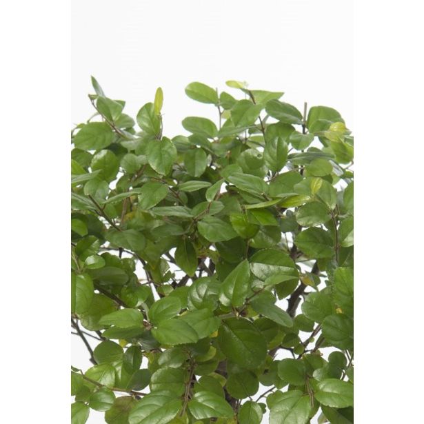 BONSAJ MIX OKR. LONEC L22