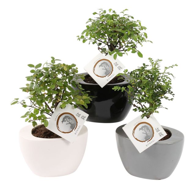 BONSAJ MIX V OKR. LONCU L14