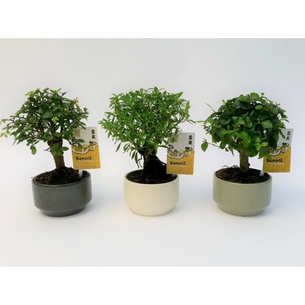 BONSAJ V OKRASNIH LONCIH MIX L11