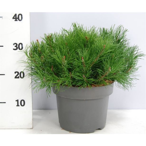 IGLAVEC BOR MUGHUS L23