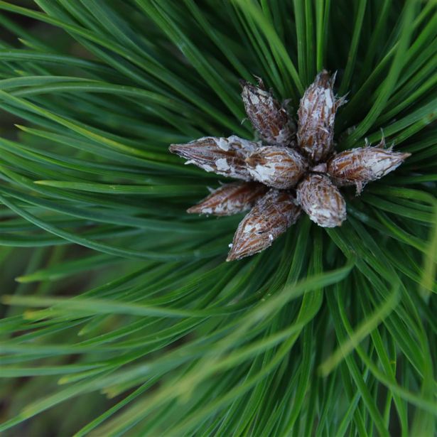 BOR DENSIFLORA LOW GLOW L3 L