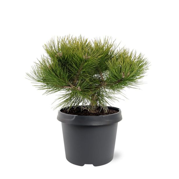 BOR DENSIFLORA LOW GLOW L3 L
