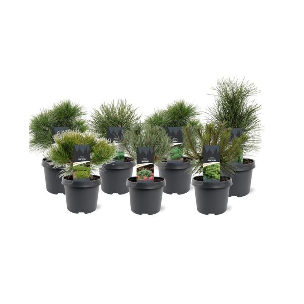 BOR MIX L19 CM