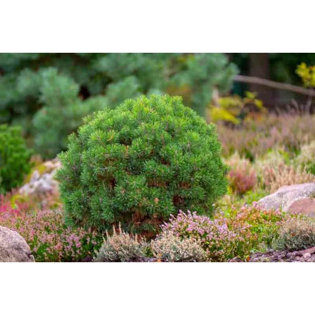 BOR MIX L19 CM