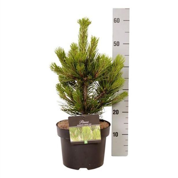 BOR MUNIKA COMPACT GEM L23